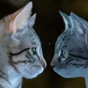 Two Cats Staring at Each Other