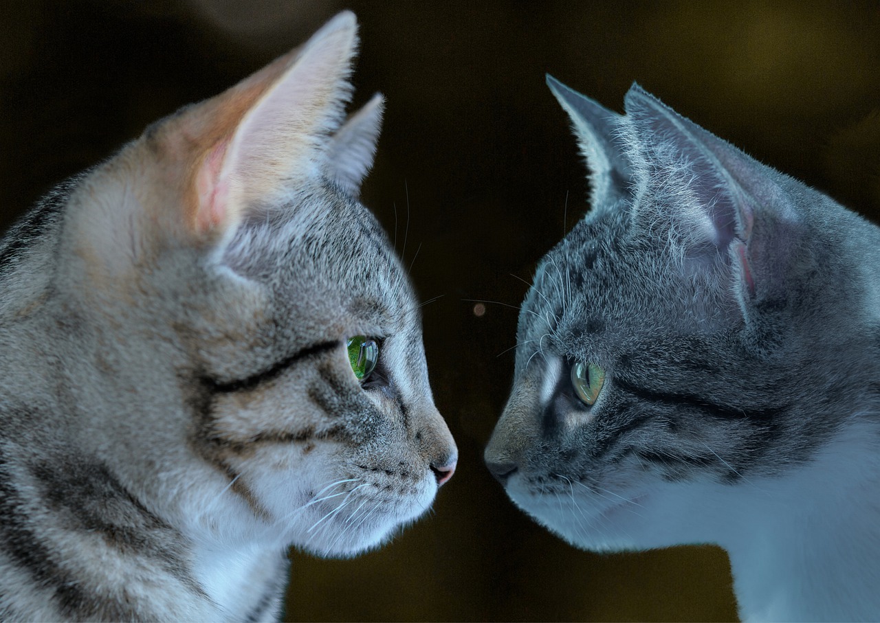 Two Cats Staring at Each Other