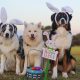 Two Dogs Wearing Bunny Ears With a White and Easter Basket Sitting on the Grass