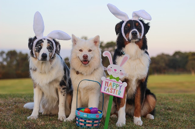 Two Dogs Wearing Bunny Ears With a White and Easter Basket Sitting on the Grass