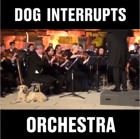 Dog Falls Sleep Listening to the Orchestra