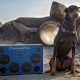 Doberman Dog Sitting on the Sand Next to a Large Music Speaker