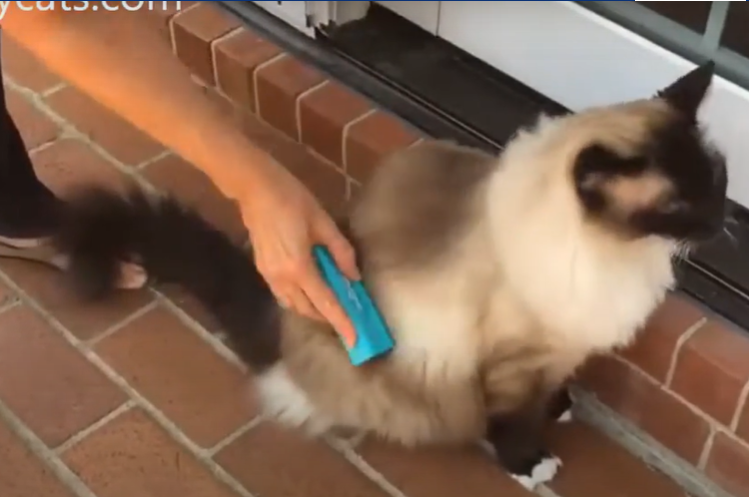 Black and White Ragdoll cat getting brushed
