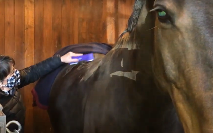 Woman Brushing a Horse with the EquiGroomer