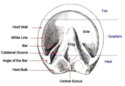 Diagram of the anatomy of a horse hoof