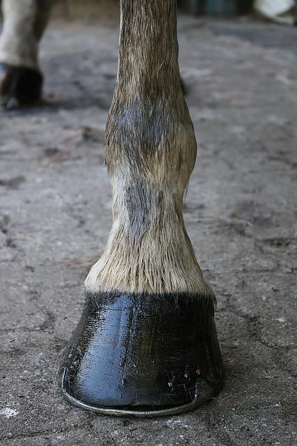 Well-maintained Horse Hoof