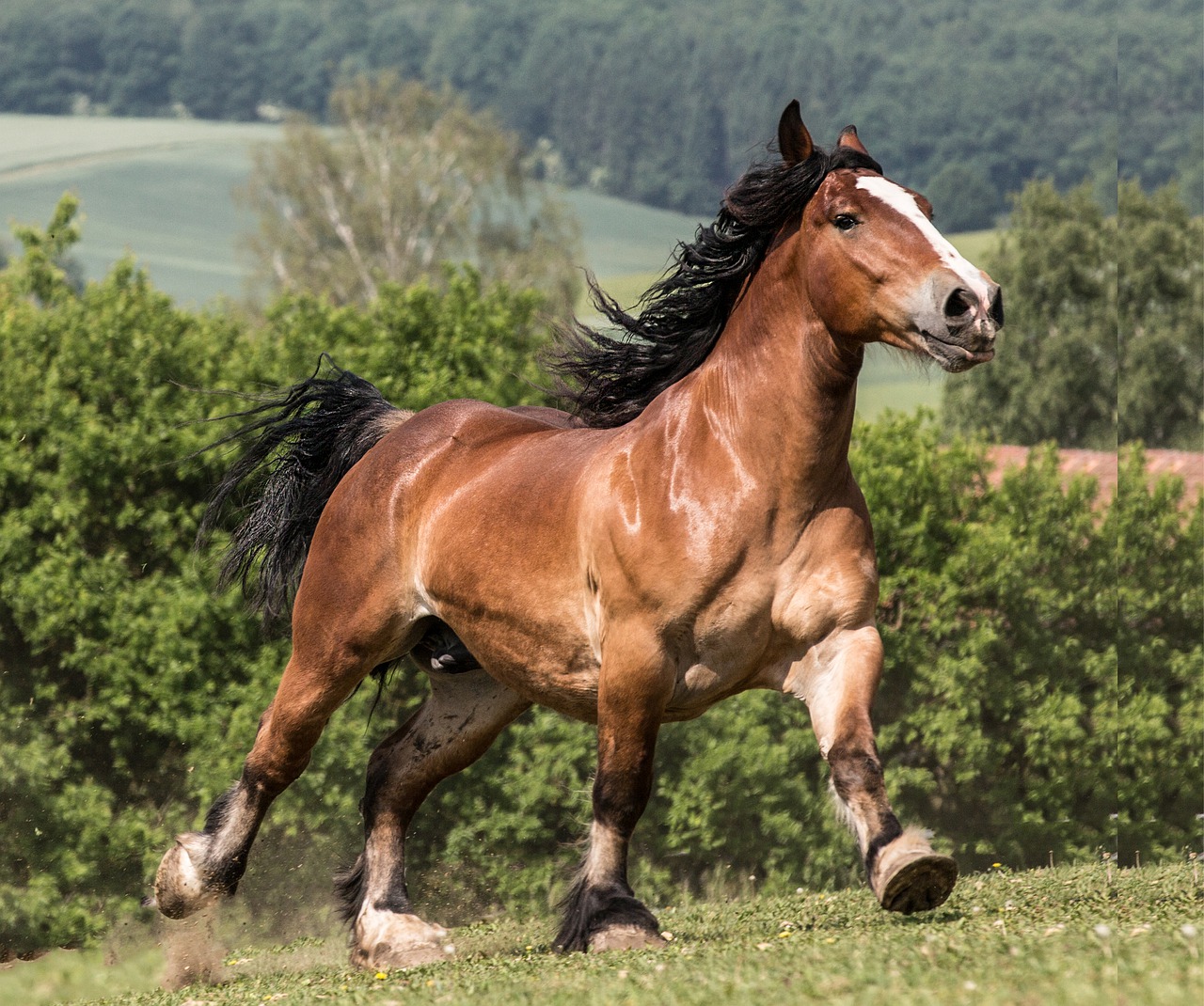 Large Brown Stallion running in the Pasture