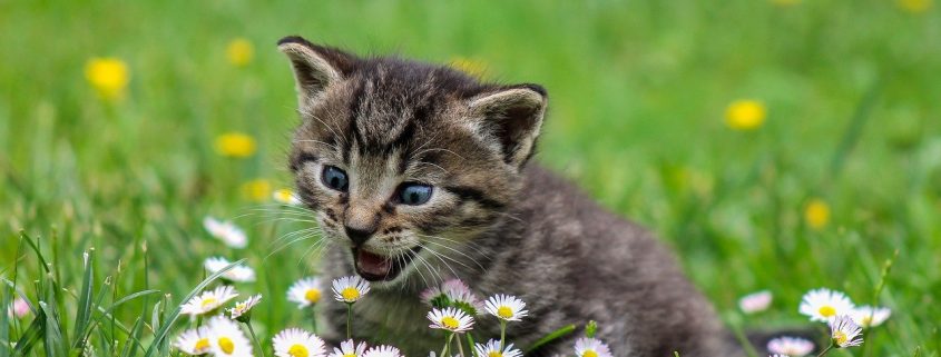 Tiny Kitty in a Green Field with Daisy Flowers