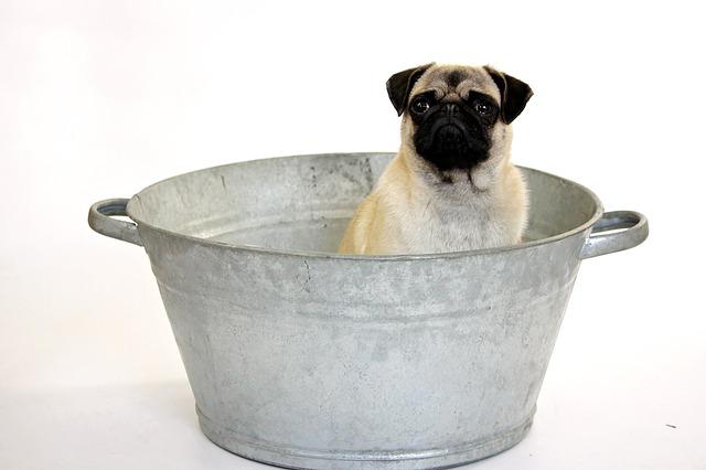 Small Pug in a Metal Tub