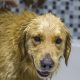 Large Wet Golden Retriever in a White Tub