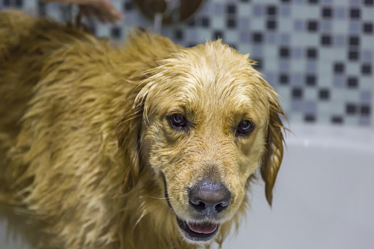 Large Wet Golden Retriever in a White Tub