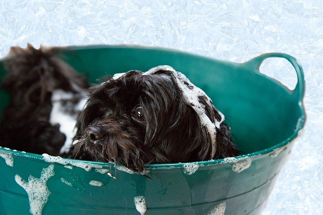 Black Puppy Being Bathed in a Green Tub