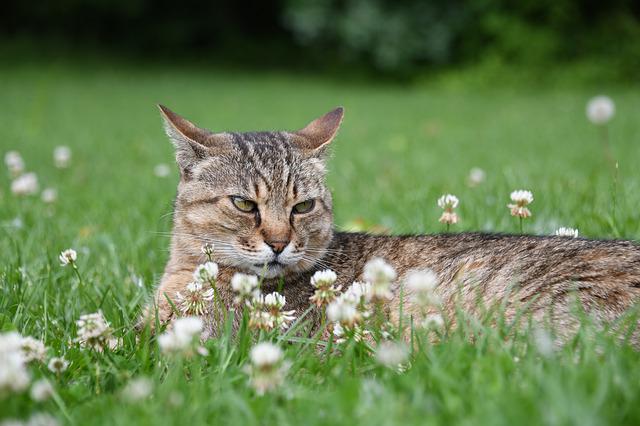 Cat Laying in Green Grass with Flattened Ears to the side