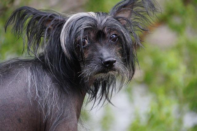 Black and White Chinese Crested Dog Standing Outside