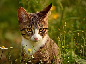 Tabby Cat Sitting in a Green Field Listening