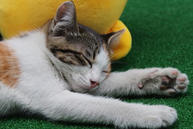 Sleeping Cat Laying on her side next to yellow toy