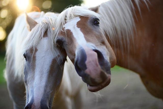Horses: Do YOU Know these 8 Amazing Facts?