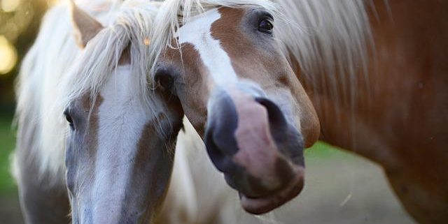 Two horses looking at the camera