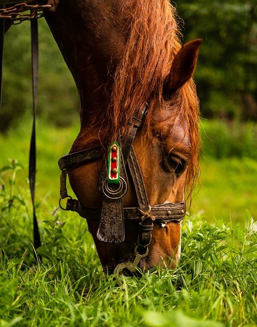 Brown Horse with a Leather Halter Eating Fresh Grass