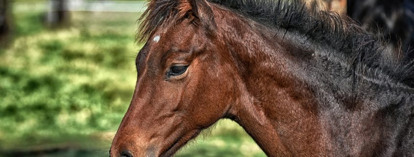 Young Foal with a Shiny Brown and Black Coat
