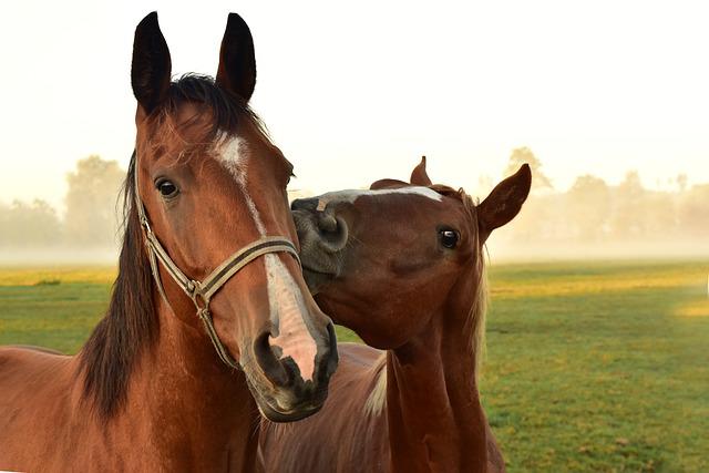 Mare Being Nuzzled by a Foal in the Pasture