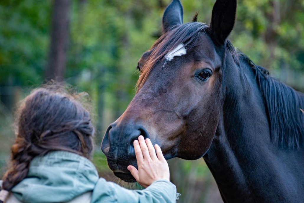 Horse Emergencies: How to Build an Emergency Horse Kit!