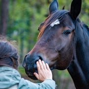 Woman Reaching Out to Rub Horse's Muzzle