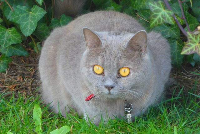 Gray Cat with Yellow Eyes Outside