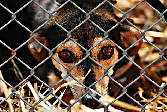 Homeless Dog Looking through a Fence