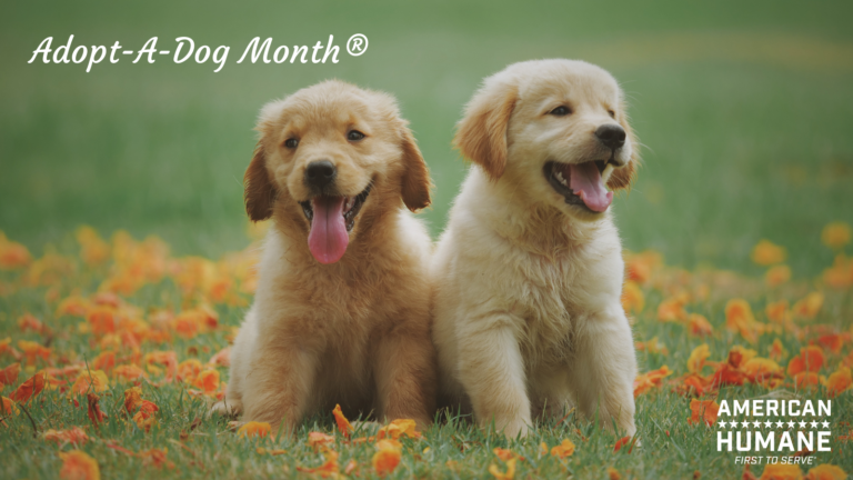 Adopt a Shelter Dog: 6 Wonderful Ways to Celebrate!