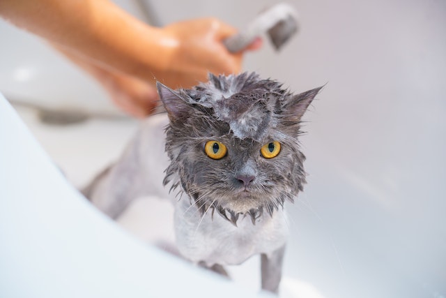 Small Gray Cat Being Bathed