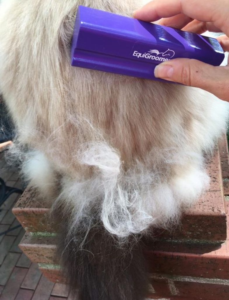 Cat Being Brushed with an EquiGroomer