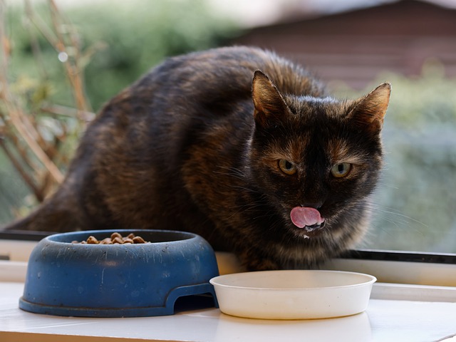 Calico Cat Eating and Drinking