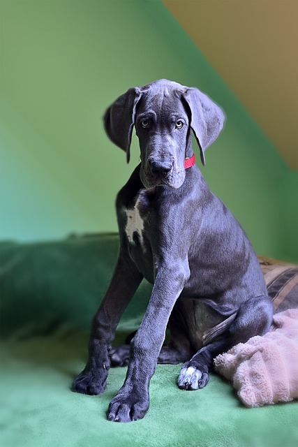 A Gray Great Dane Puppy Sitting on a Blanket