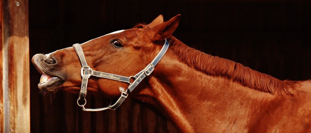 Do You Believe any of these 7 Myths About Horses?