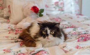 A Senior Persian Cat Laying on Bed