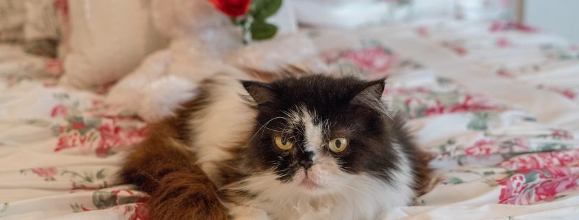 A Senior Persian Cat Laying on Bed