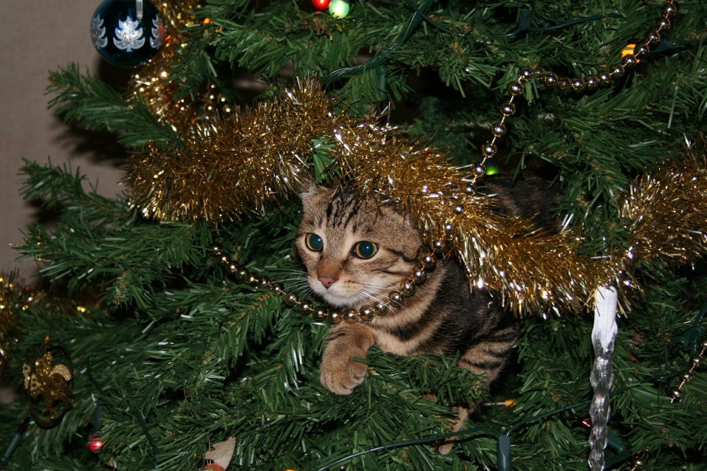 Cat-Proofing Your Home for the Holidays: 5 Tips