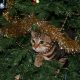Cat in a Christmas Tree