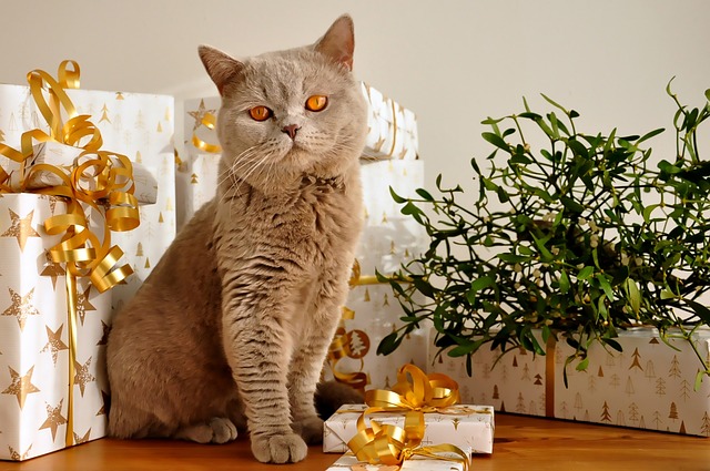 British short-haired cat surrounded by Christmas Gifts