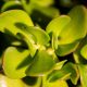Green Jade Plant
