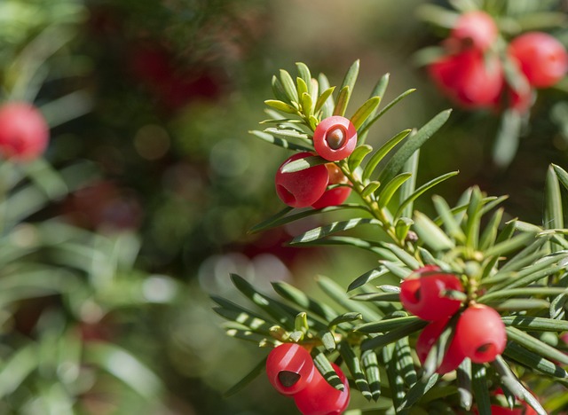 A red Yew Bush or Tree