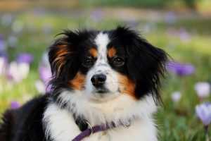 An Australian Shepherd Laying in a Field of Purple Flowers