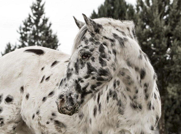 A beautiful white and black Appaloosa Horse