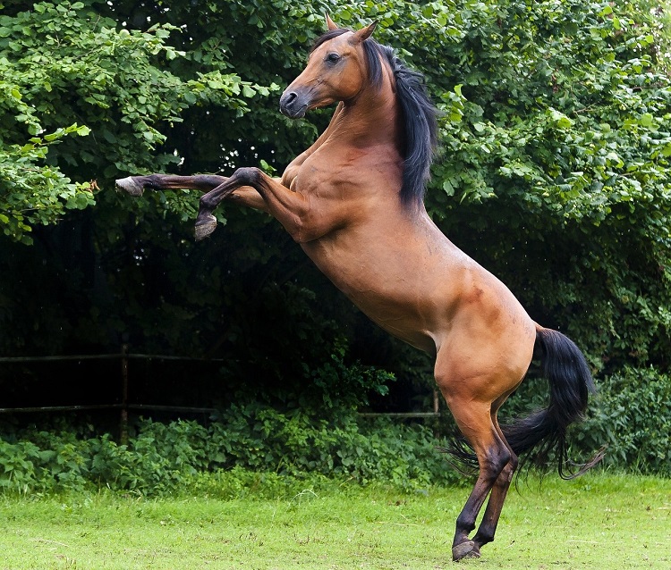 A side view of an Arabian Horse Jumping into the air