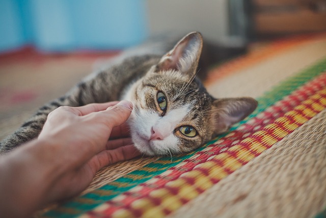A cat with green eyes laying on a rug while being petted under the chin