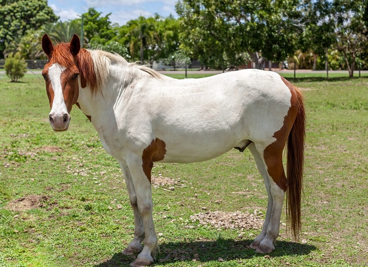 An image of a Painted Horse with brown and white standing in a pasture