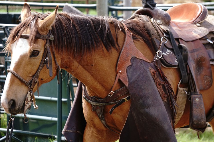 A closeup of a saddled Quarter Horse