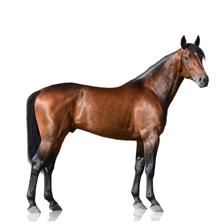 A side view of a Thoroughbred Horse