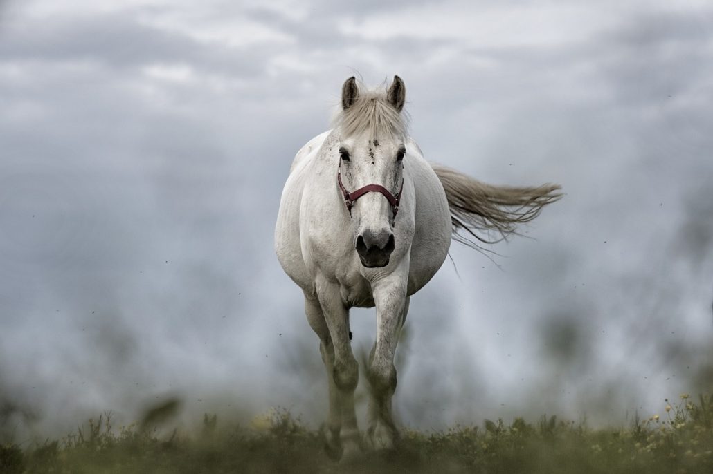 Popular Equine Breeds for the Ultimate Horse Lover